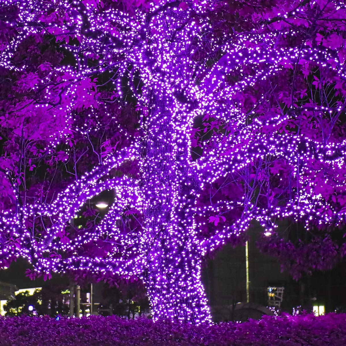 Wintergreen Lighting 70 Piece LED String Lights, 24 ft, Purple, Indoor-Outdoor Use, UL & Energy Star Certified, Model IOS-2-35-2