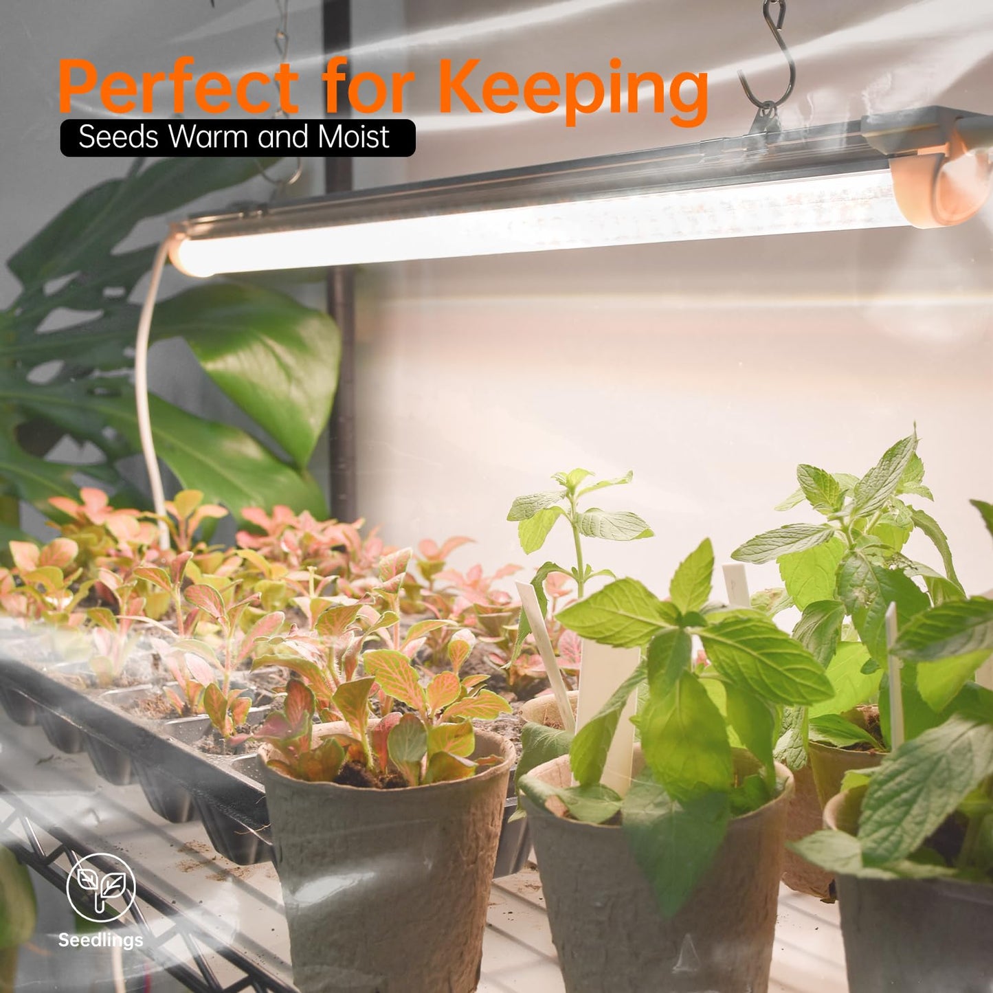 Bstrip Indoor Greenhouse with Grow Light, Large Plant Shelf with 8 Pack T8 Full Spectrum Plant Lights and Cover, mini Greenhouse for Indoor Plant, Seed Starting (58" L x 13.8" W x 59" H)
