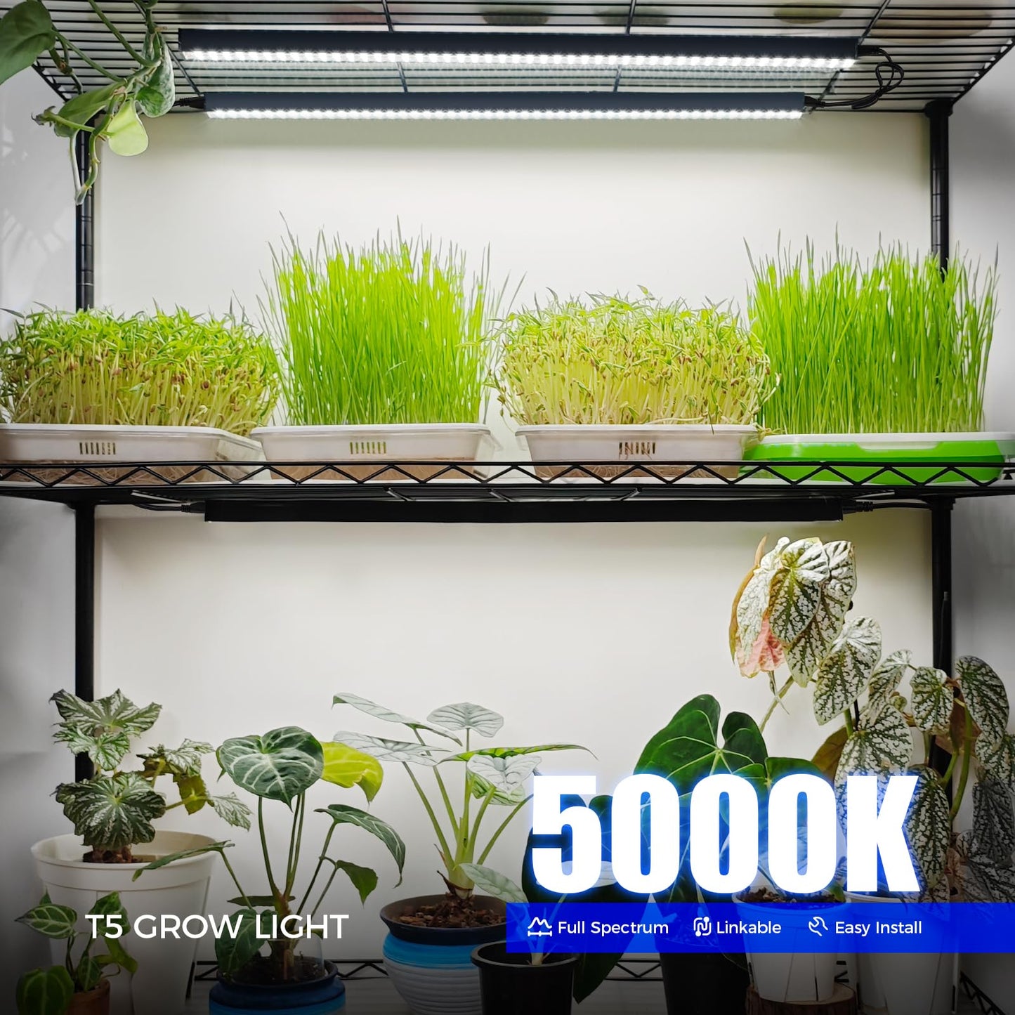 Barrina T5 Grow Lights for Indoor Plants, 80W Full Spectrum LED Lamp, 2FT Black Cover, 8 Pack, Plug and Play