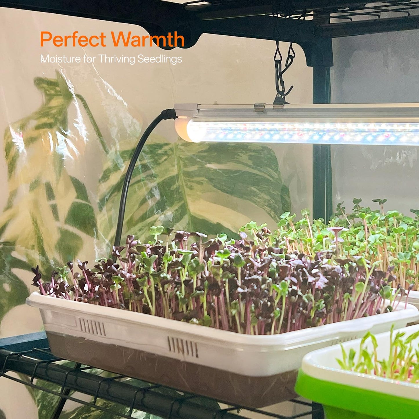 Bstrip Indoor Greenhouse with Grow Light, 5-Tier Large Green House, 5Pcs Grow Lights for Seed Starting with Timer, PVC Tent with Airflow Windows, Indoor Greenhouse Cabinet 40.2x18.9x74.8in