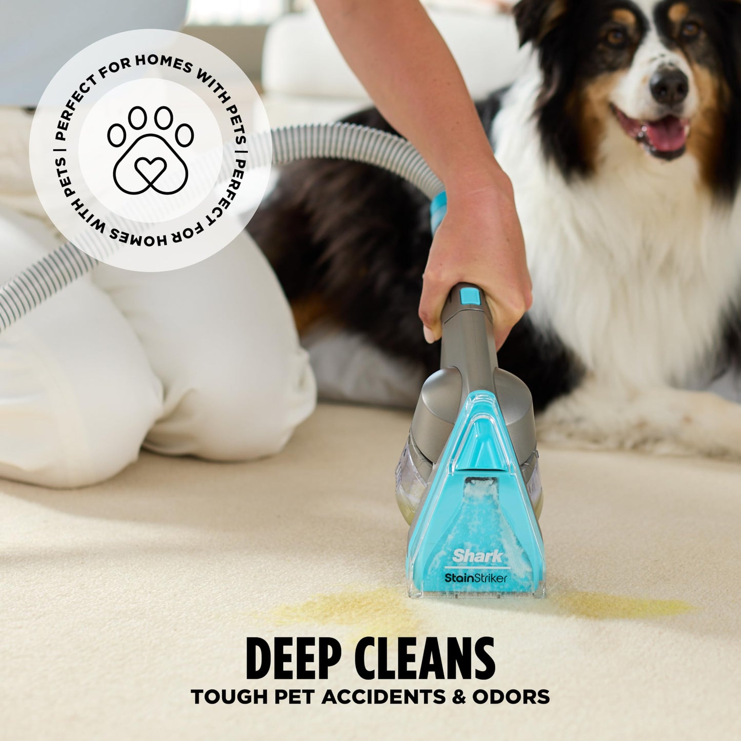 Shark CarpetXpert HairPro | Upright Carpet, Area Rug & Upholstery Cleaner | StainStriker Handheld Tough Stain Remover & Onboard Self Clean | Pet Hair Pickup & Odor Removal | 5 Tools | Navy | EX304